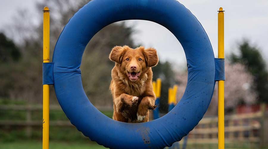 Hund springt durch Ring