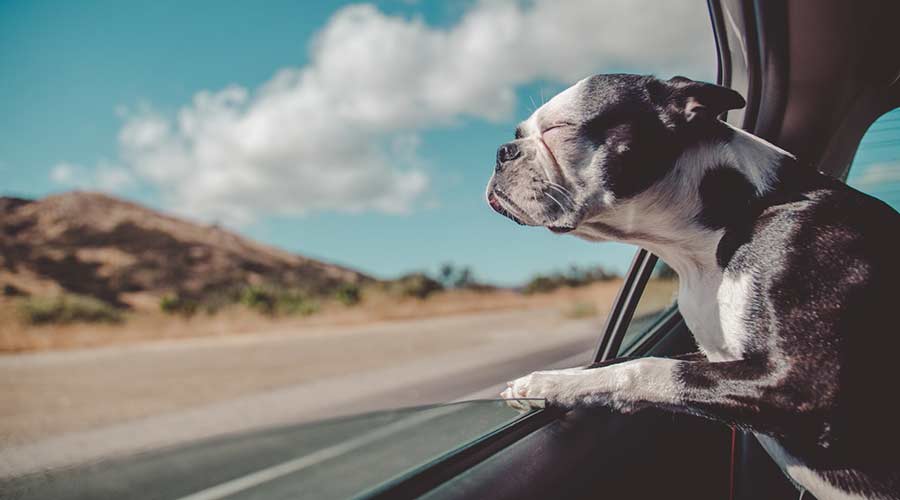 Hund schaut aus Autofenster