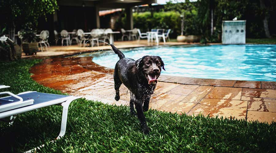 Hund kommt aus Pool
